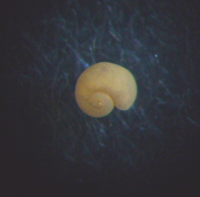 Piccolo gasteropode